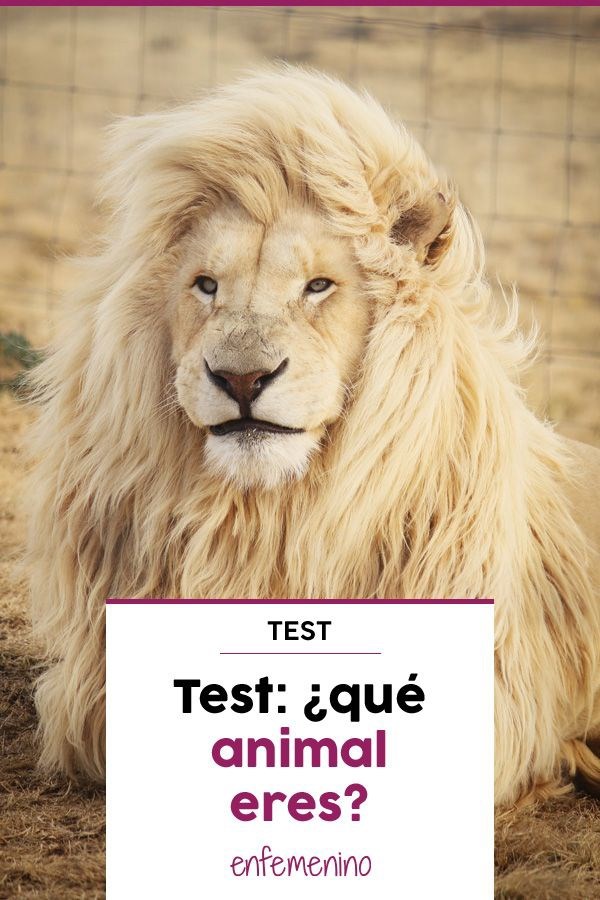 Qué animal eres