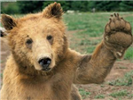 High Fives