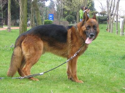 Hangi Köpeksin?