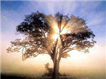 Metta Tree
