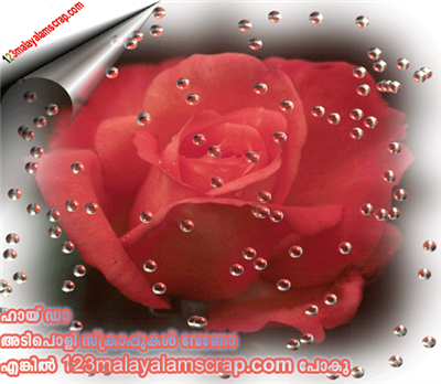 rose 