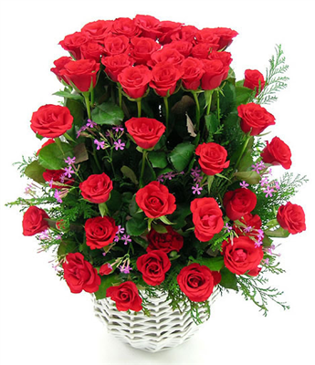 red roses