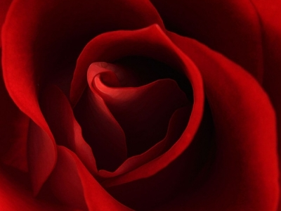 rose for u 