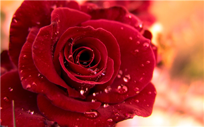 wet rose with love
