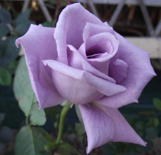 Lavender - Enchantment