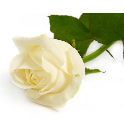 White - Purity