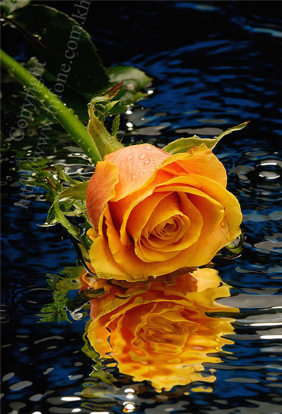 Orange - Desire