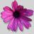 Flower And Gem Gifts