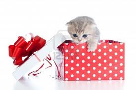 Cat gift box