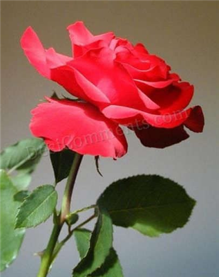 red rose