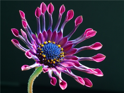 African Daisy