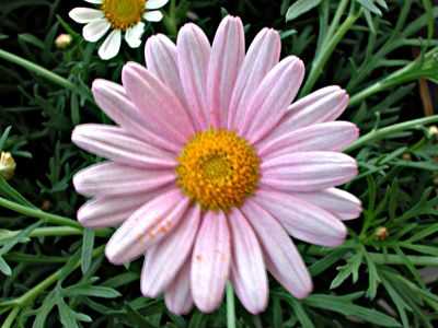 Daisy 