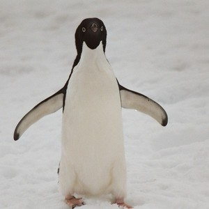 Mr. Penguin 