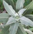 Medicinal Plants