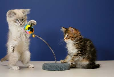 Kittenythings