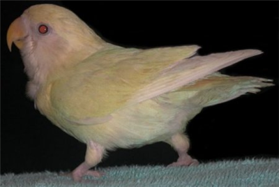 BirdBaby