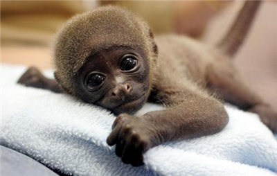MonkeyBaby