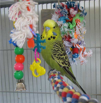 Birdyfood