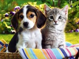 Kedi Mi Köpek Mi