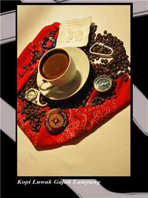 Kopi Luwak Gajah Lampung