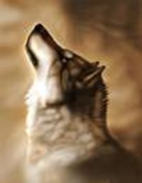 Quel Animal Amimez Vous Le Plus