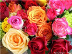 La Signification Des Couleurs Des Roses