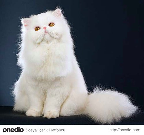 Hangi Kedi Size Uygun