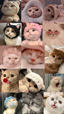 Seberapa kamu mengenal jenis kucing? 