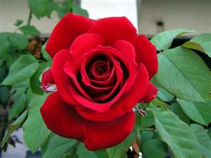 mawar merah