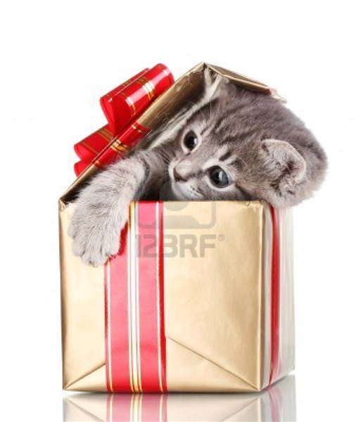 Gatito 