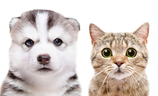 Hangi hayvan olduğunu öğren💐🎀🐈‍⬛🐕‍🦺