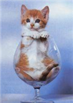 Send Your Freind A Kitten