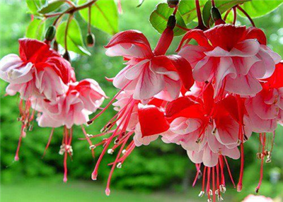 HAVE A NİCE DAY