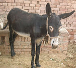 gadha