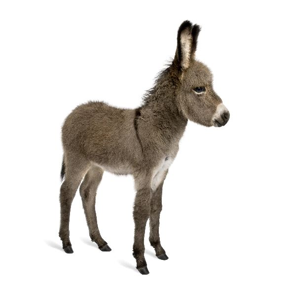 donkey