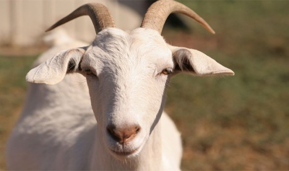 bakra