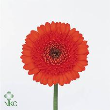 Gerbera