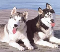 En Sevdiğin Köpek Türü