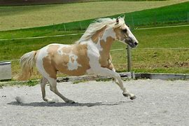 Quel Est Votre Cheval