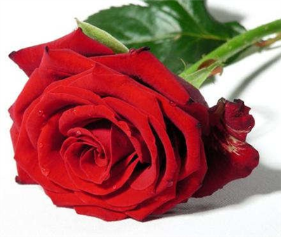 red rose
