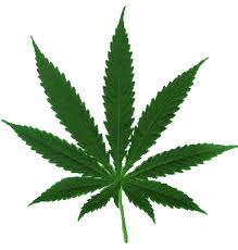 weed