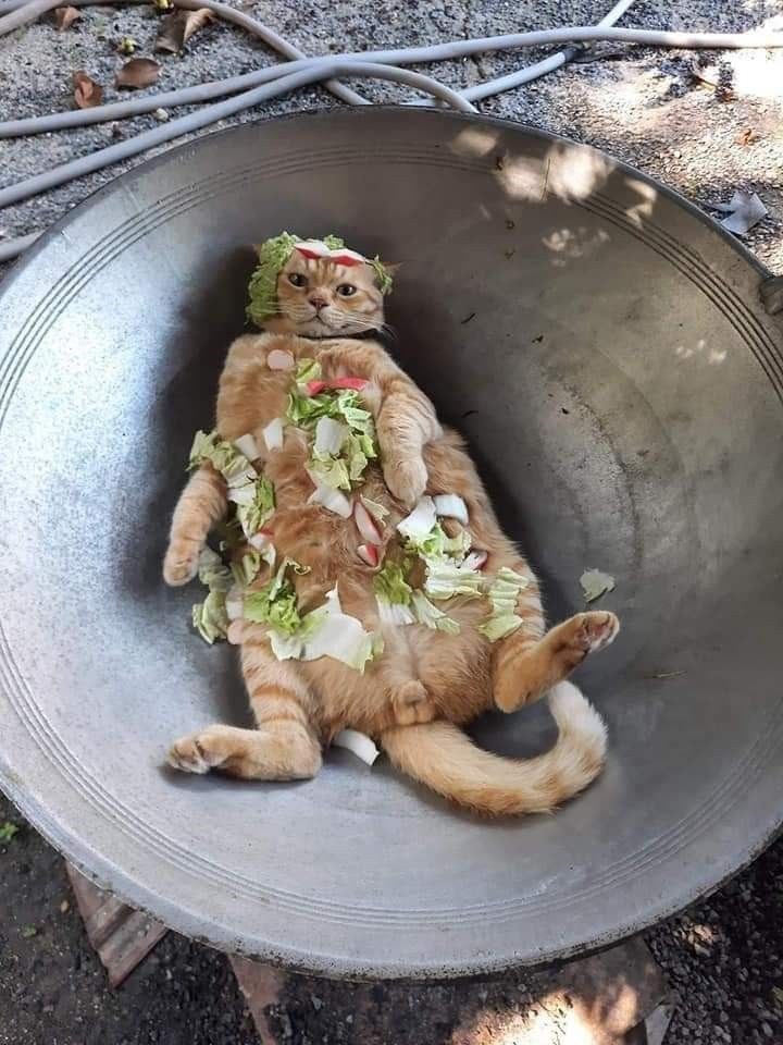 Se-Stress apa elu