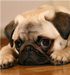 Send A Dog