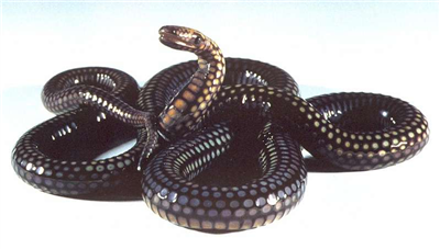 large snake