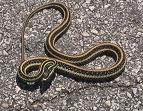 small snake