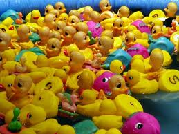 A Duck!