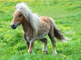 A Pony!