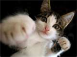 Funny Pics
