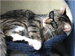 Cool Cat Award