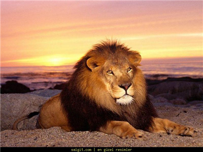 Aslan